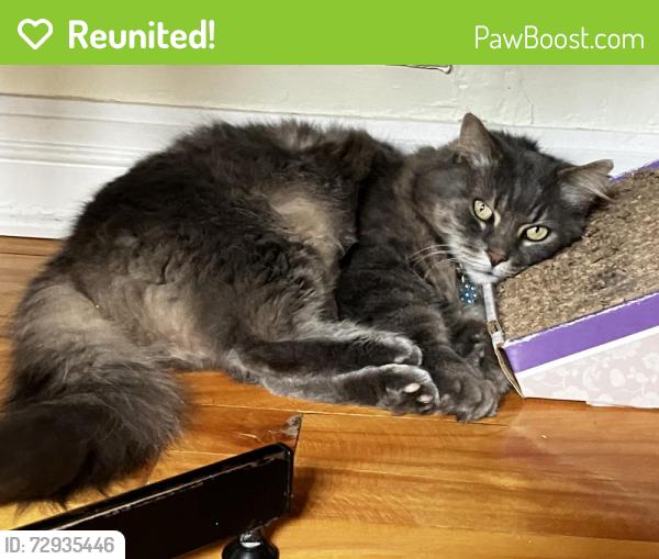 Reunited Female Cat last seen Morrison Avenue / Cambridge Rd, Mont-Royal, QC H3R 1K7