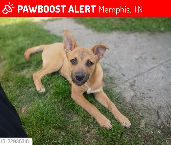 Lost Male Dog last seen Barksdale and Southern ave, Memphis, TN 38114