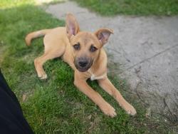 Lost Male Dog last seen Barksdale and Southern ave, Memphis, TN 38114