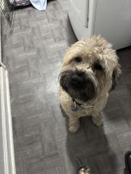 Found/Stray Male Dog last seen Cleveland Ave, Atlanta, GA 30354