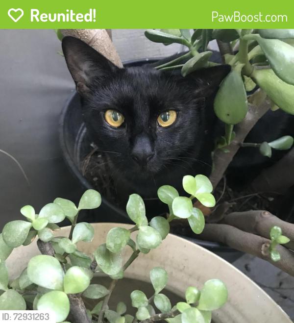 Reunited Male Cat last seen Oak St & E 89th St, Kansas City, MO 64114