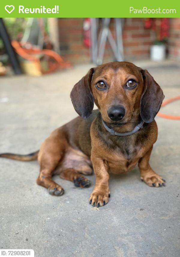 Reunited Male Dog last seen Rhodes ave and  OakRidge Dr , Memphis, TN 38111