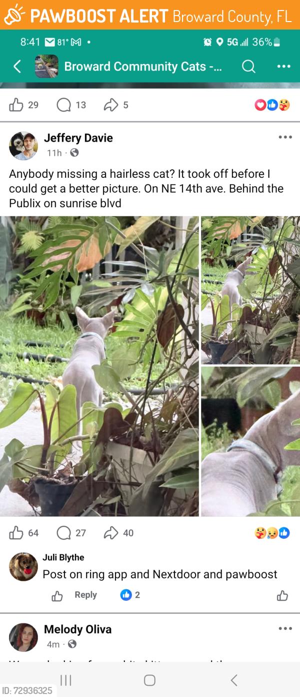 Found/Stray Unknown Cat last seen Sunrise Blvd Publix, Broward County, FL 33313