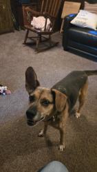 Reunited Male Dog last seen Huron and Sorrel, London, ON N5V 2R8