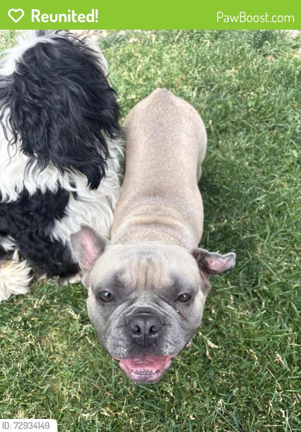 Reunited Female Dog last seen Kingsbridge drive Cary Illinois , Cary, IL 60013