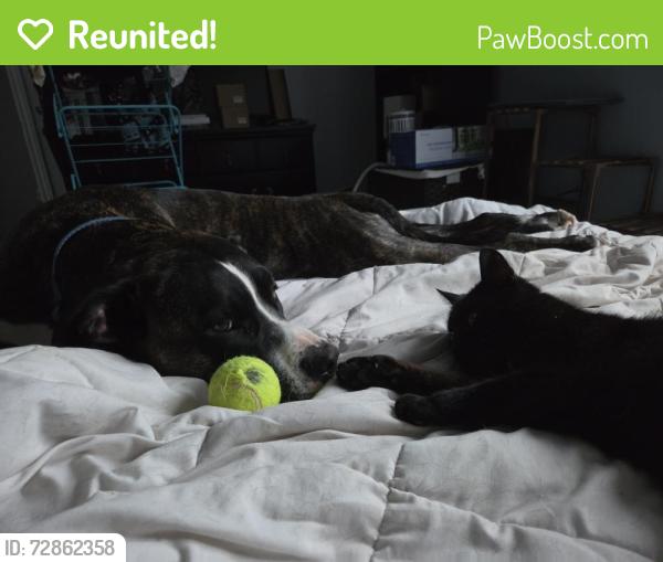 Reunited Female Cat last seen Route 600 east near the billboard , Casselman, ON K0A 1M0