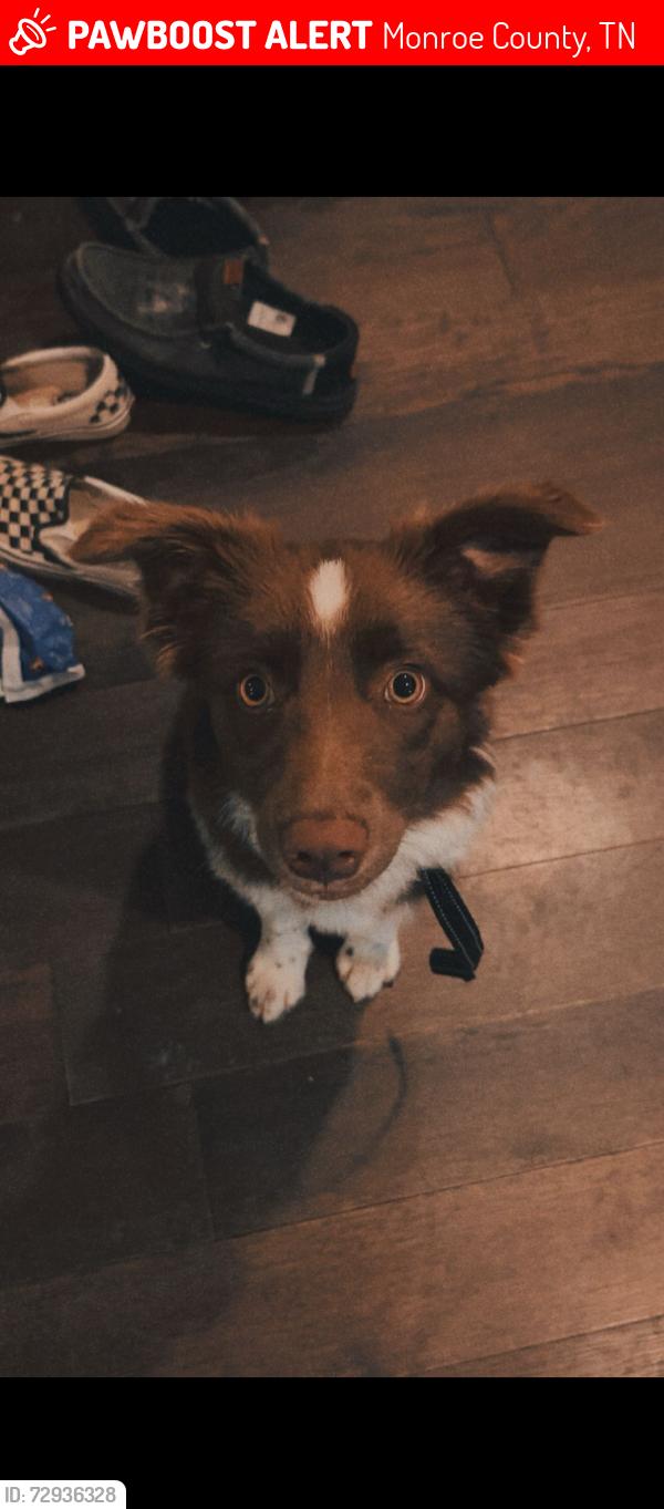 Lost Female Dog last seen Railroad at Chestua Road, Monroe County, TN 37354
