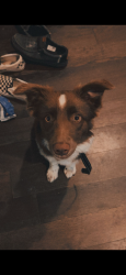 Lost Female Dog last seen Railroad at Chestua Road, Monroe County, TN 37354
