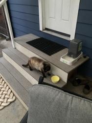 Reunited Male Cat last seen Douglas bvld, Roseville, CA 95678