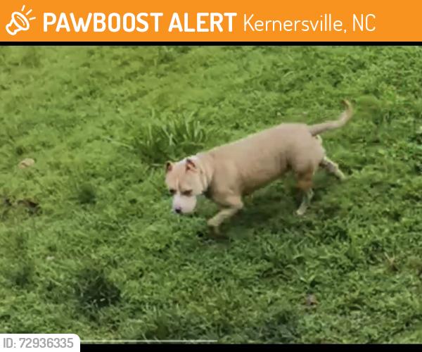 Found/Stray Unknown Dog last seen Sedge garden , Kernersville, NC 27284