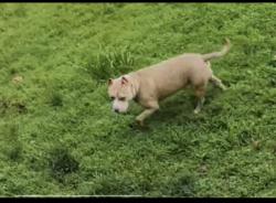 Found/Stray Unknown Dog last seen Sedge garden , Kernersville, NC 27284