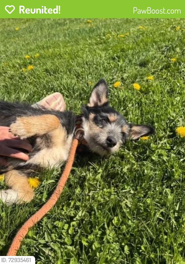 Reunited Male Dog last seen Near the passumpsic bank, Saint Johnsbury, VT 05819