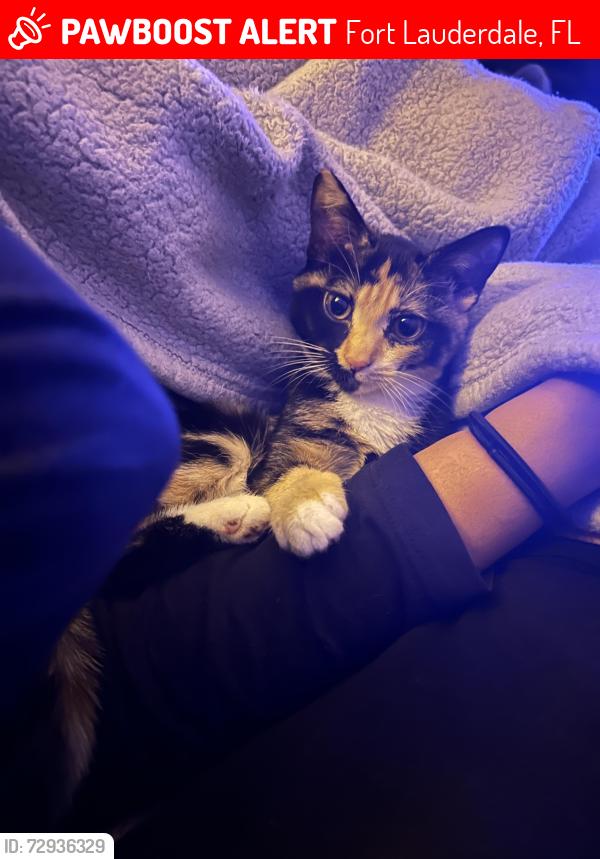 Lost Female Cat last seen On 5th ave , Fort Lauderdale, FL 33304