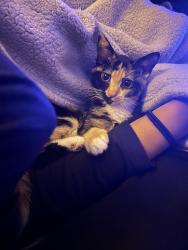 Lost Female Cat last seen On 5th ave , Fort Lauderdale, FL 33304