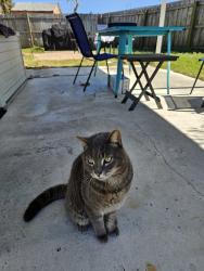 Reunited Male Cat last seen Seaview Homes Ormond by the sea 26 Beachwood Drive, Ormond Beach, FL 32176