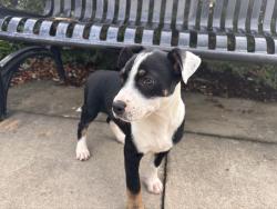Found/Stray Female Dog last seen Columbia Metropolitan Convention Center, Columbia, SC 29201
