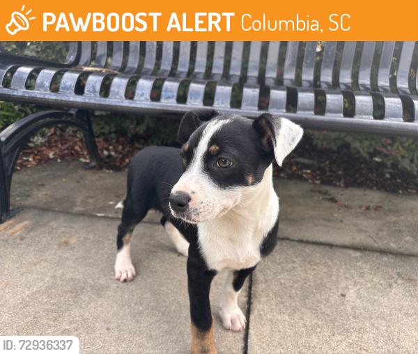 Found/Stray Female Dog last seen Columbia Metropolitan Convention Center, Columbia, SC 29201