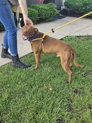 Reunited Male Dog last seen Lockborne and Watkins, Columbus, OH 43207