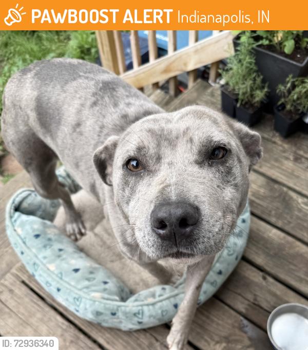 Found/Stray Female Dog last seen New York and Ewing St, Indianapolis, IN 46201