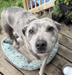 Found/Stray Female Dog last seen New York and Ewing St, Indianapolis, IN 46201