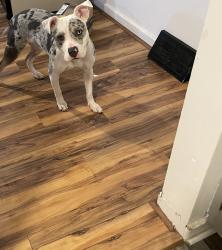 Reunited Female Dog last seen Leland st and Charles st , Pittsburgh, PA 15214