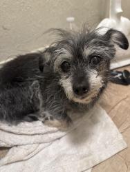 Found/Stray Unknown Dog last seen E avenue s and 10th st east Palmdale ca , Palmdale, CA 93550