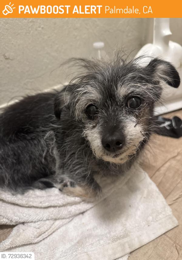 Found/Stray Unknown Dog last seen E avenue s and 10th st east Palmdale ca , Palmdale, CA 93550