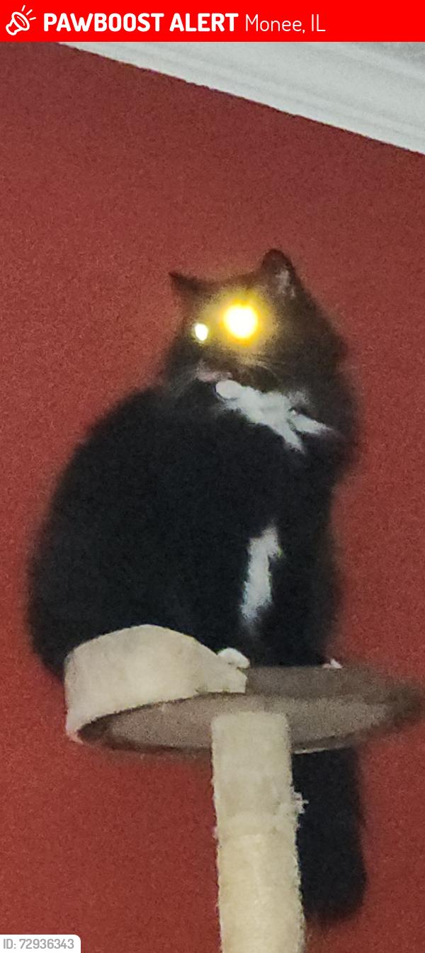 Lost Male Cat last seen Golf Vista ests , Monee, IL 60449