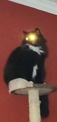 Lost Male Cat last seen Golf Vista ests , Monee, IL 60449