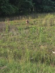 Found/Stray Unknown Dog last seen Lee ave, Sanford, NC 27332