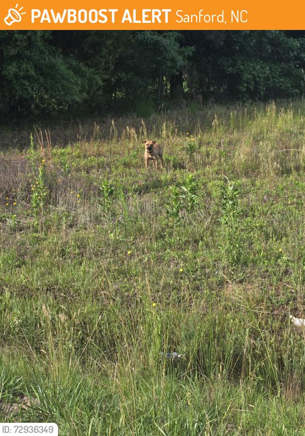 Found/Stray Unknown Dog last seen Lee ave, Sanford, NC 27332