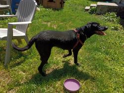 Found/Stray Female Dog last seen Palermo, NY, Oswego County, NY 13069