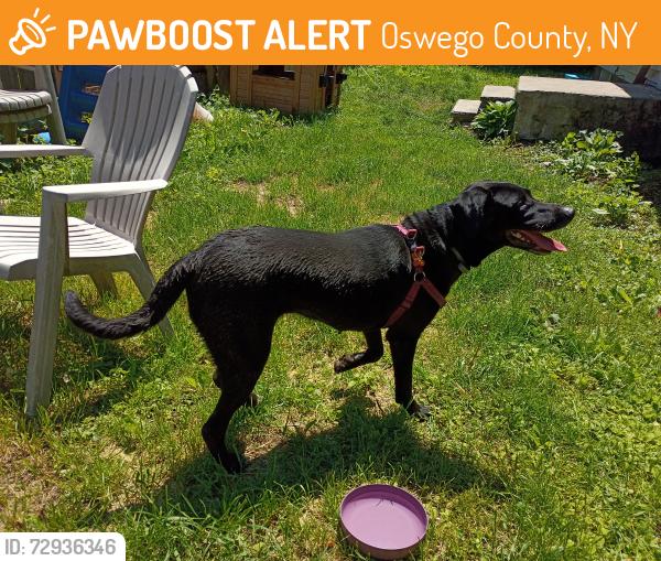 Found/Stray Female Dog last seen Palermo, NY, Oswego County, NY 13069