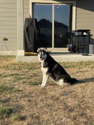Reunited Female Dog last seen On 1567 heading East towards 19, Miller Grove, TX 75453