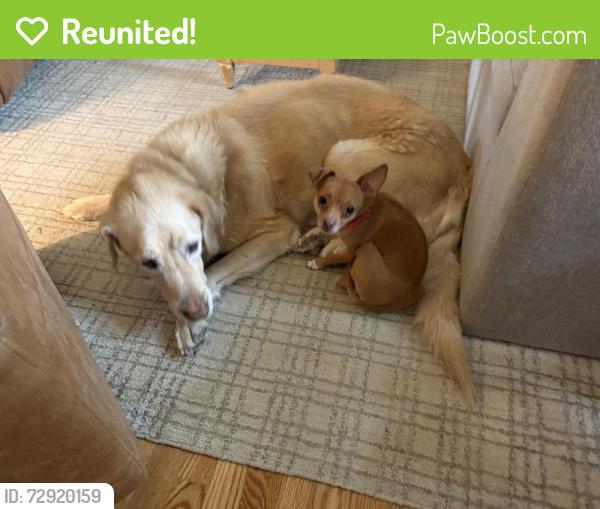 Reunited Female Dog last seen Route 19 and Murtland, Washington, PA 15301
