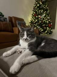 Lost Female Cat last seen Near roxborough park rd and chatfield reservoir , Littleton, CO 80125