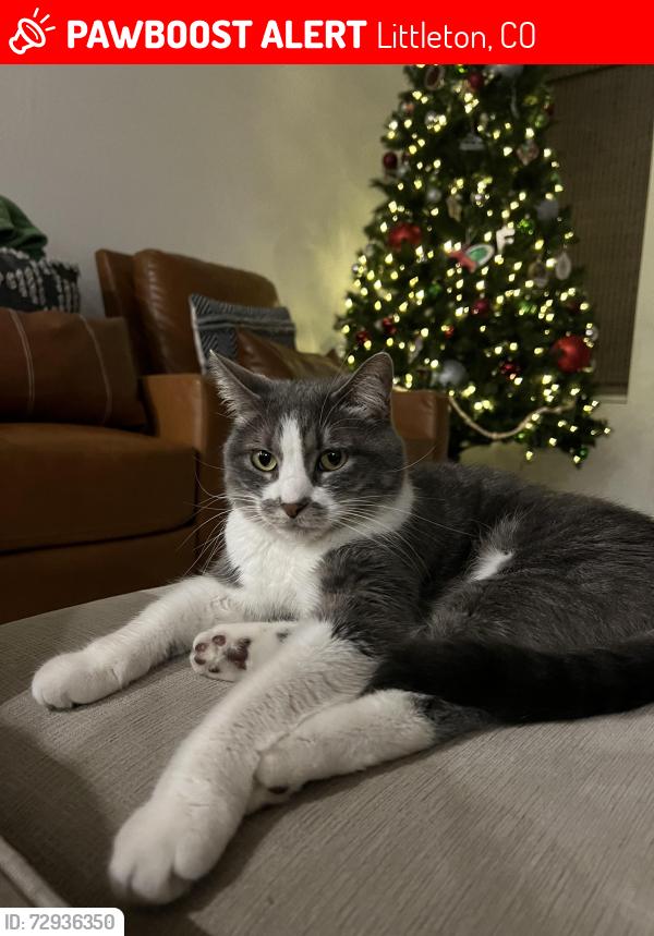 Lost Female Cat last seen Near roxborough park rd and chatfield reservoir, Littleton, CO 80125
