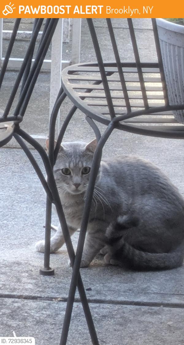Found/Stray Unknown Cat last seen Classon Ave and Madison St, Brooklyn, NY 11238