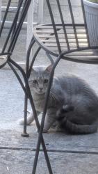 Found/Stray Unknown Cat last seen Classon Ave and Madison St, Brooklyn, NY 11238