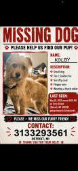 Lost Male Dog last seen terry and grand river , Detroit, MI 48227