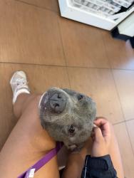 Found/Stray Female Dog last seen West Miami neighborhood, West Miami, FL 33155