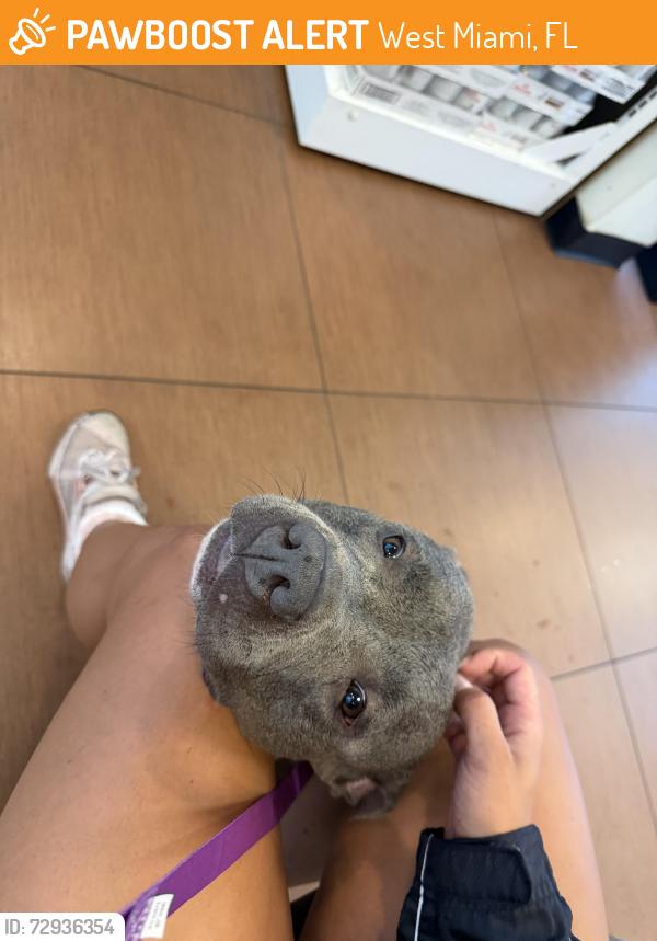Found/Stray Female Dog last seen West Miami neighborhood, West Miami, FL 33155
