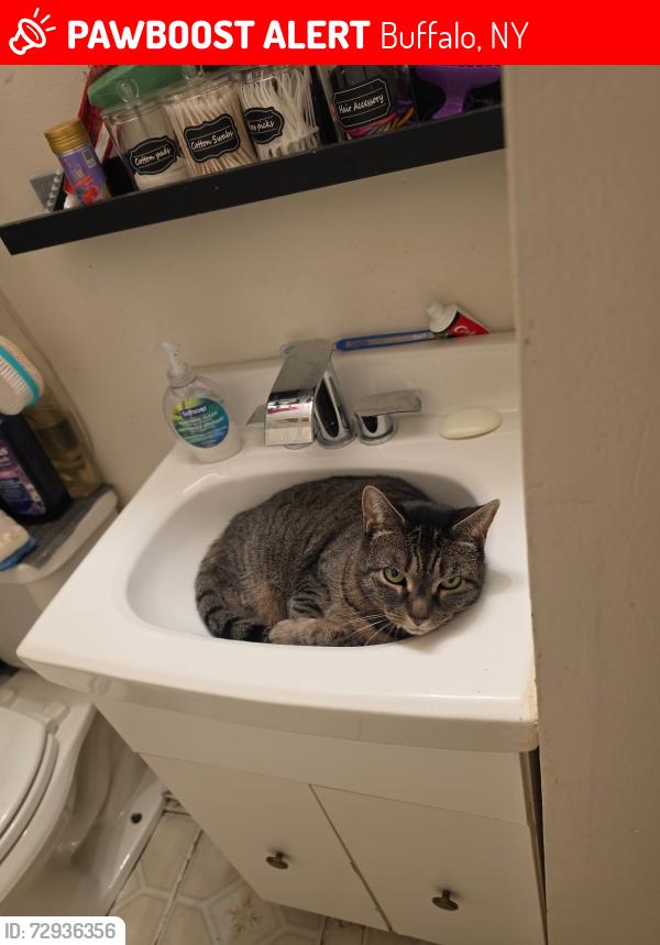 Lost Female Cat last seen Niagara and forest, Buffalo, NY 14213