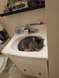 Lost Female Cat last seen Niagara and forest, Buffalo, NY 14213