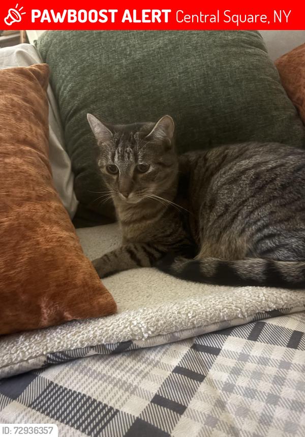 Lost Male Cat last seen County route 4 central square , Central Square, NY 13036