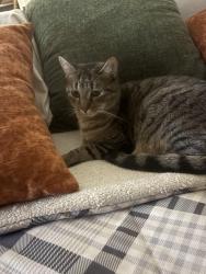 Lost Male Cat last seen County route 4 central square , Central Square, NY 13036