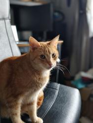 Lost Female Cat last seen Barry Crescent/ M28, Little Hulton, England M28 0JA