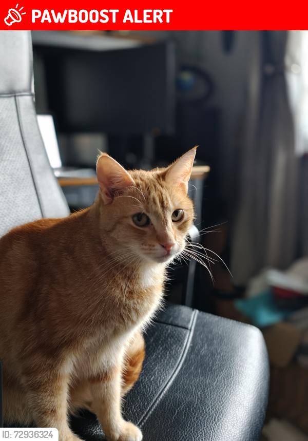 Lost Female Cat last seen Barry Crescent/ M28, Little Hulton, England M28 0JA