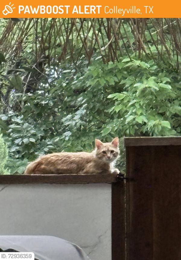 Found/Stray Unknown Cat last seen Heritage and Glade. Heritage oaks subdivision , Colleyville, TX 76034