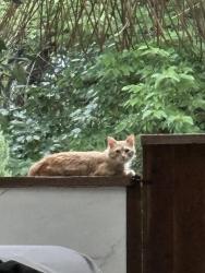 Found/Stray Unknown Cat last seen Heritage and Glade. Heritage oaks subdivision , Colleyville, TX 76034